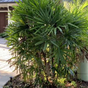 Naples Lady Palm