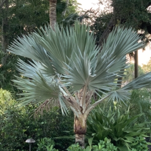 Blue Latan Palm Naples 1