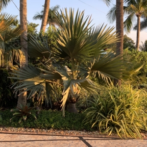 Blue Latan Palm in Naples at sunrise