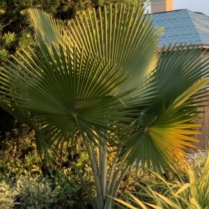 Naples Bailey Palm