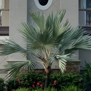 Blue Latan Palm 3