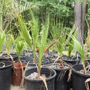 Dave Alvarez Washingtonia filifera group