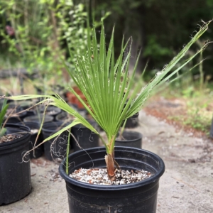 Dave Alvarez Washingtonia filifera