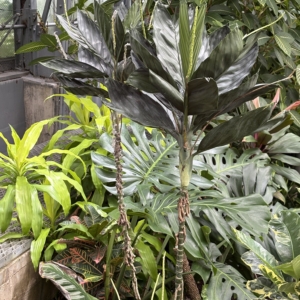 Krohn Conservatory Chamaedorea metallica
