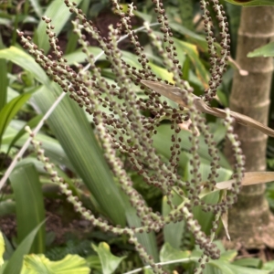 Krohn Conservatory chamaedorea metallica inflorescence