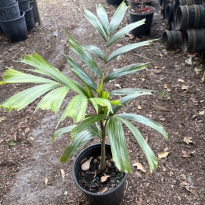 TJ Thomas Foxtail Palm
