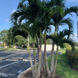 Naples Christmas Palm