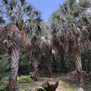 Zilker Gardens Sabal mexicana