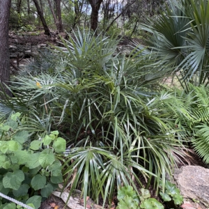 Zilker Botanical Garden Needle Palm