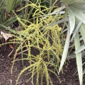 Serenoa repens silver inflorescence