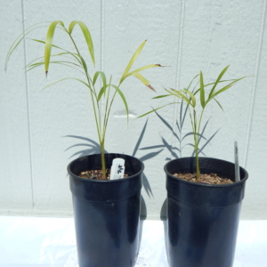 Phil Bergman Dypsis affinis 1