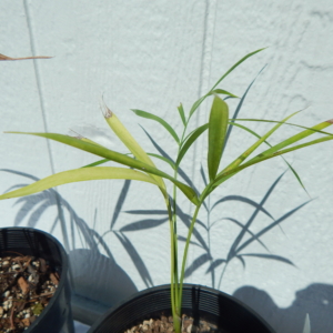 Phil Bergman Dypsis affinis 2