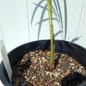 Phil Bergman Dypsis affinis 3