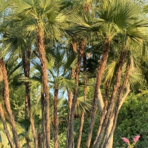 Disney World Everglades Palm