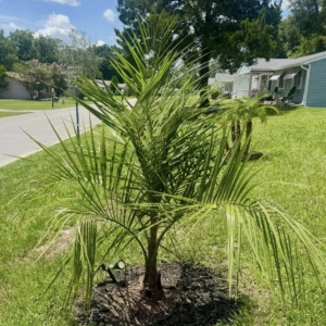 Mule Palm