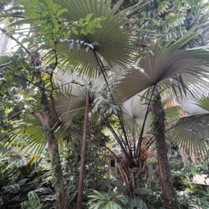 Denver Botanic Gardens Kerriodoxa elegans