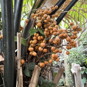 Kerriodoxa elegans fruit