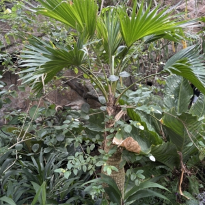 Denver Botanic Gardens Pritchardia forensiana