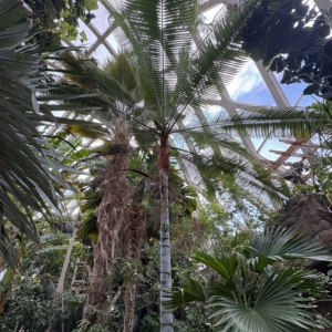 Denver Botanic Gardens Chrysalidocarpus lastellanius