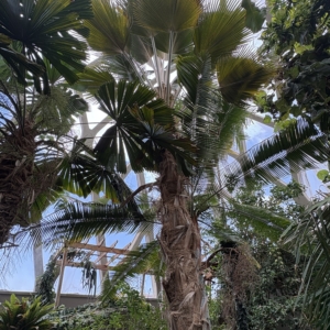 Denver Botanic Gardens Pritchardia remota