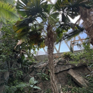 Denver Botanic Garden Licuala ramsayi
