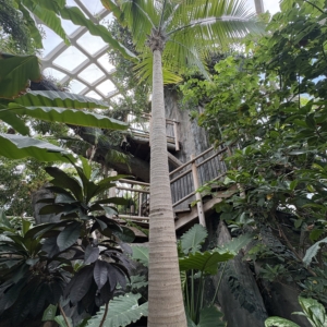 Denver Botanic Gardens Ravenea glauca