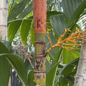 Denver Botanic Gardens Areca vestiaria orange inflorescence