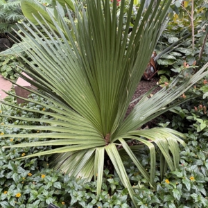 Denver Botanic Gardens Copernicia macroglossa