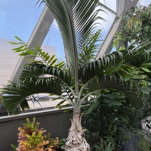 Denver Botanic Gardens Bottle Palm