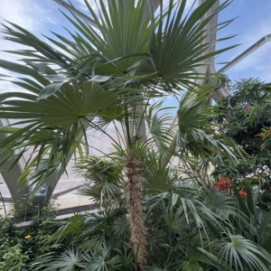 Denver Botanic Gardens Coccothrinax crinita