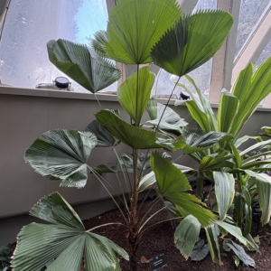 Denver Botanic Gardens Licuala grandis