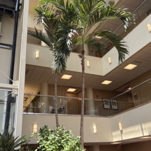 Office building Ptychosperma elegans