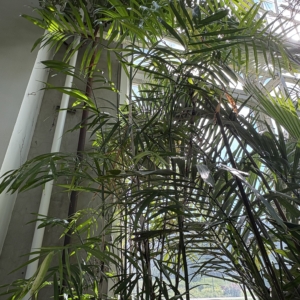 Phipps Conservatory Chamaedorea seifrizii