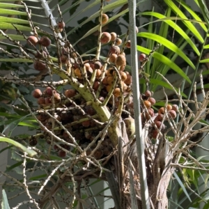 Arenga angleri fruit