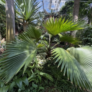 Pritchardia pacifica