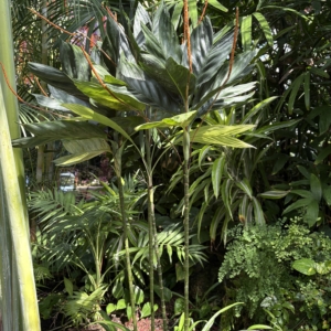 Phipps Conservatory Chamaedorea metallica