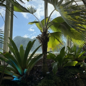 Phipps Conservatory Pritchardia hillebrandii