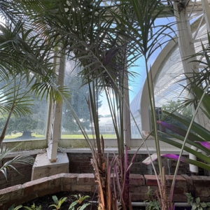 Phipps Conservatory Allagoptera arenaria