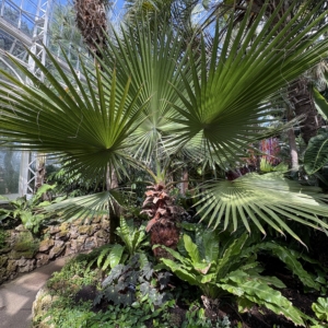 Phipps Conservatory Washingtonia filifeea