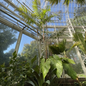 Phipps Conservatory Euterpe oleracea