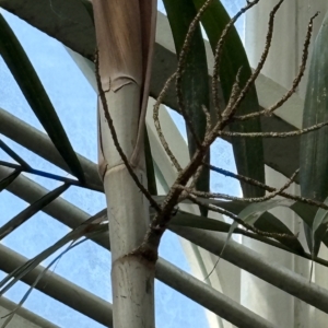 Phipps Conservatory Euterpe oleracea