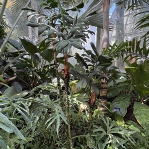 Phipps Conservatory Chamaedorea adescens