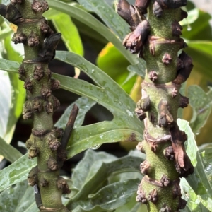 Phipps Conservatory Chamaedorea adscendens trunk