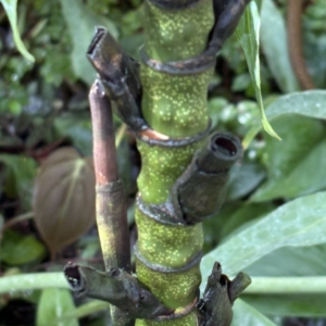 Phipps Conservatory Chamaedorea adscendens trunk Closeup