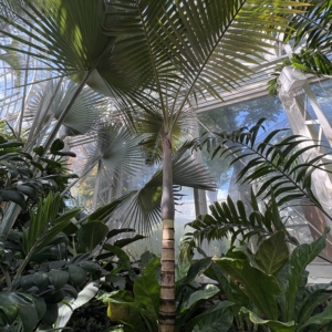 Archontophoenix purpurea