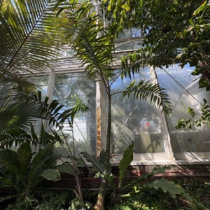 Phipps Conservatory Chrysalidocarpus lanceolatus