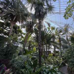 Phipps Conservatory Coccothrinax argentata