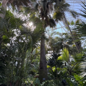 Phipps Conservatory Sabal bermudana