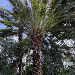 Phipps Conservatory Phoenix canariensis