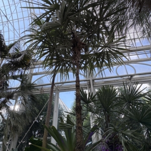 Phipps Conservatory Cryosophila stauracantha